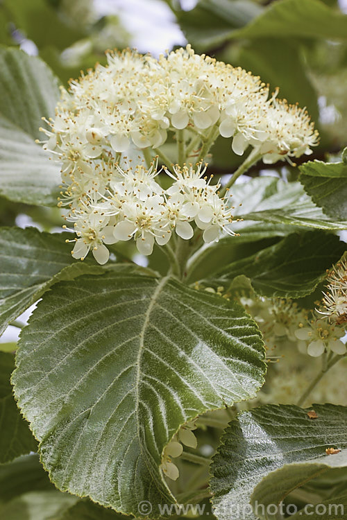 Whitebeam (<i>Sorbus aria</i>), a deciduous tree from the mountains of Europe. The white spring flowers are followed by 10-12 mm diameter, orange-red fruit that matures from early autumn. sorbus-2143htm'>Sorbus.