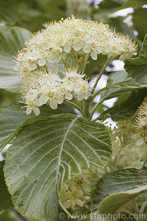 Whitebeam (<i>Sorbus aria</i>), a deciduous tree from the mountains of Europe. The white spring flowers are followed by 10-12 mm diameter, orange-red fruit that matures from early autumn. sorbus-2143htm'>Sorbus.