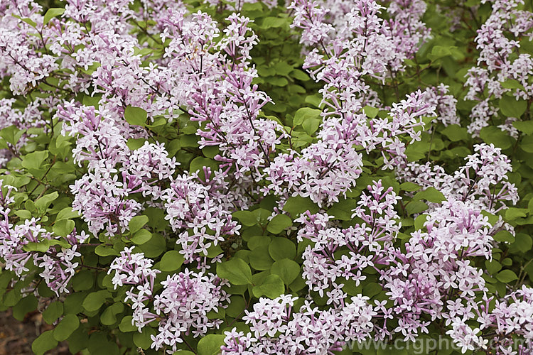 Syringa meyeri 'Palibin', a compact, light lavender pink-flowered cultivar of 15m tall, purple-flowered deciduous lilac shrub native to northern China 'Palibin' grows to around 60cm tall x 1m wide. Order: Lamiales, Family: Oleaceae