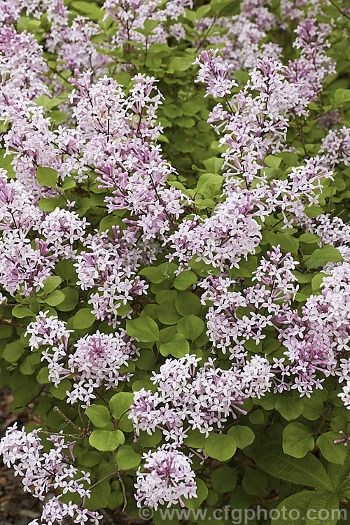 Syringa meyeri 'Palibin', a compact, light lavender pink-flowered cultivar of 15m tall, purple-flowered deciduous lilac shrub native to northern China 'Palibin' grows to around 60cm tall x 1m wide. Order: Lamiales, Family: Oleaceae