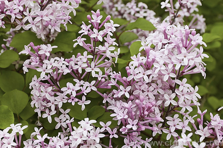 Syringa meyeri 'Palibin', a compact, light lavender pink-flowered cultivar of 15m tall, purple-flowered deciduous lilac shrub native to northern China 'Palibin' grows to around 60cm tall x 1m wide. Order: Lamiales, Family: Oleaceae