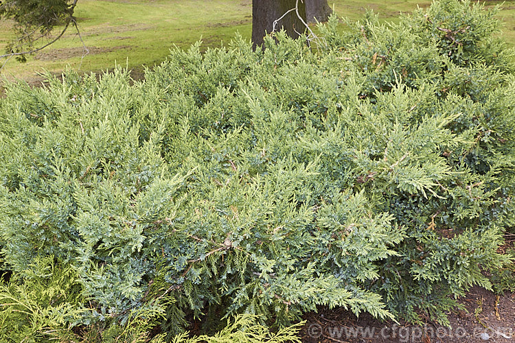 The early summer foliage of Mountbatten. Juniper (<i>Juniperus chinensis 'Mountbatten'), a pyramidal blue-green-foliaged cultivar of the Chinese Juniper, a large shrub or small tree native to China, Mongolia and Japan 'Mountbatten' will eventually reach around 9m tall Order: Pinales, Family: Cupressaceae
