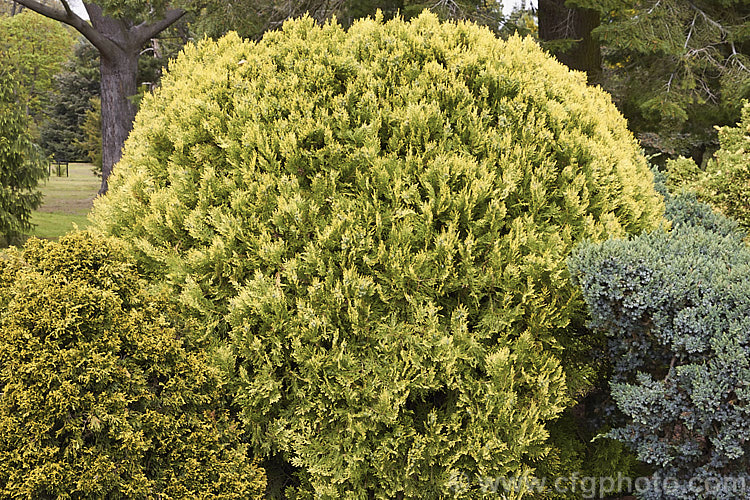 Thuja occidentalis 'Aurea', a golden-foliaged cultivar of a 20m tall eastern North American tree. Left untrimmed, 'Aurea' has a broad-based pyramidal growth habit. The plant is shown here in late spring with its bright yellow new growth. Order: Pinales, Family: Cupressaceae