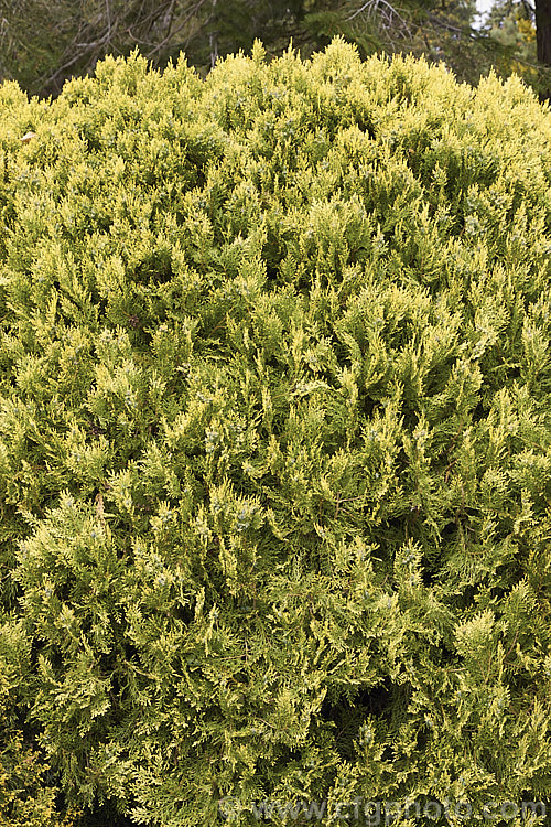 Thuja occidentalis 'Aurea', a golden-foliaged cultivar of a 20m tall eastern North American tree. Left untrimmed, 'Aurea' has a broad-based pyramidal growth habit. The plant is shown here in late spring with its bright yellow new growth. Order: Pinales, Family: Cupressaceae