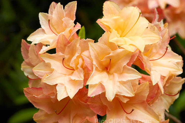 <i>Rhododendron</i> (deciduous azalea</i>) 'Sunray', a compact double-flowered azalea by Blue Mountain Nurseries of New Zealand. Not to be confused with the old Mollis hybrid of the same name. Order: Ericales, Family: Ericaceae