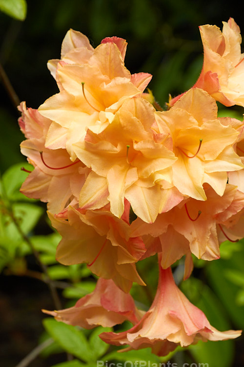 <i>Rhododendron</i> (deciduous azalea</i>) 'Sunray', a compact double-flowered azalea by Blue Mountain Nurseries of New Zealand. Not to be confused with the old Mollis hybrid of the same name. Order: Ericales, Family: Ericaceae