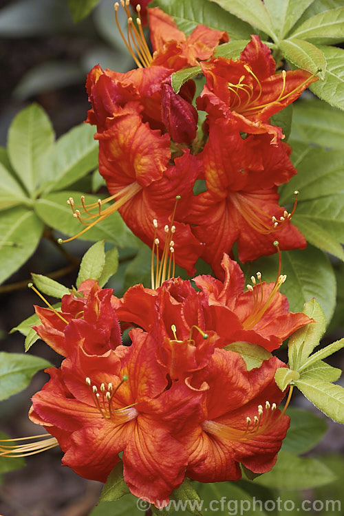 Rhododendron (deciduous azalea</i>) 'Mollie', an Ilam hybrid that grows to around 1m tall and develops good autumn foliage colour. It was selected from the Coker collection in Christchurch, New Zealand