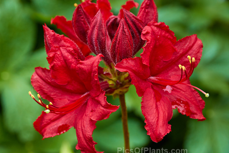 <i>Rhododendron</i> (deciduous azalea</i>) 'Wallowa Red' (syn. 'Red Hot'), one of the Slonecker Knap Hill hybrids developed by Howard Slonecker and introduced by Arthur Wright of Oregon, USA. 'Wallowa Red' was developed from seed supplied from the Yeates garden at Ilam, New Zealand. Order: Ericales, Family: Ericaceae