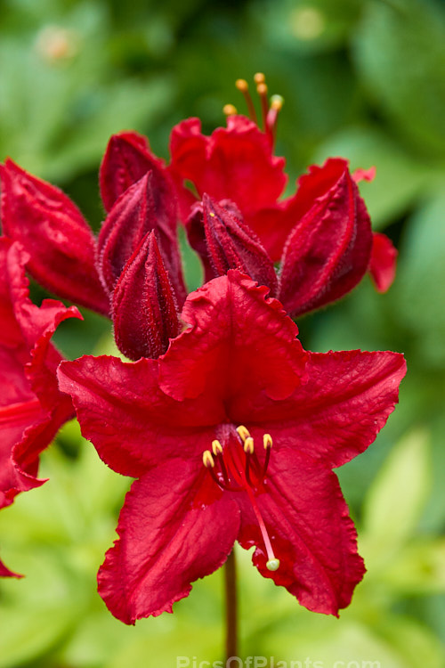 <i>Rhododendron</i> (deciduous azalea</i>) 'Wallowa Red' (syn. 'Red Hot'), one of the Slonecker Knap Hill hybrids developed by Howard Slonecker and introduced by Arthur Wright of Oregon, USA. 'Wallowa Red' was developed from seed supplied from the Yeates garden at Ilam, New Zealand. Order: Ericales, Family: Ericaceae