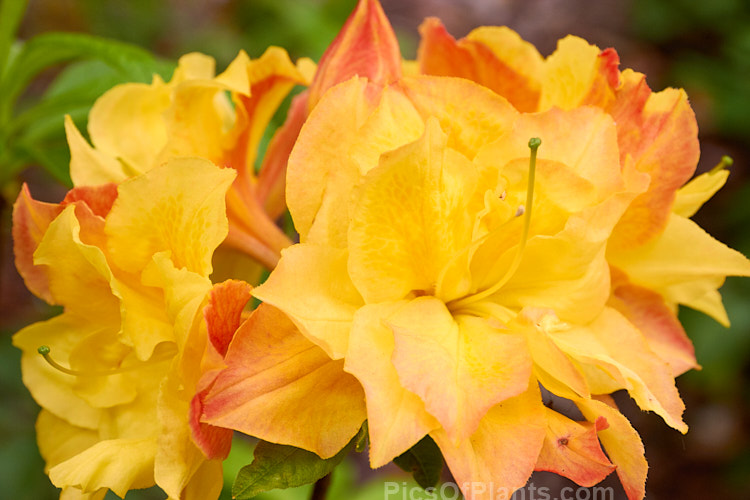 <i>Rhododendron</i> (deciduous azalea</i>) 'Totally Awesome', a compact hybrid raised by Bunnell of the United States. The flowers often have some petaloid stamens that create a semi-double effect. Order: Ericales, Family: Ericaceae