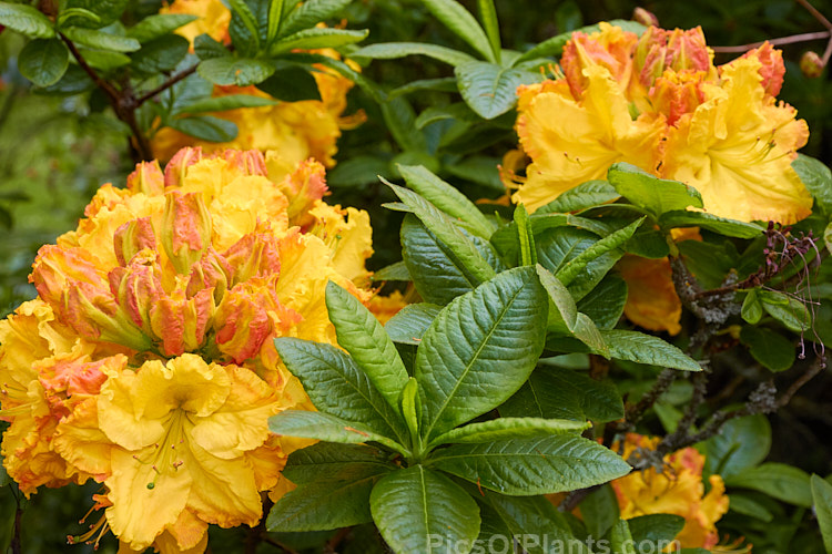 <i>Rhododendron</i> (deciduous azalea</i>) 'Cross Hills Frills', a large-flowered Ilam hybrid raised at Cross Hills Garden and Nursery, Kimbolton, New Zealand. Order: Ericales, Family: Ericaceae