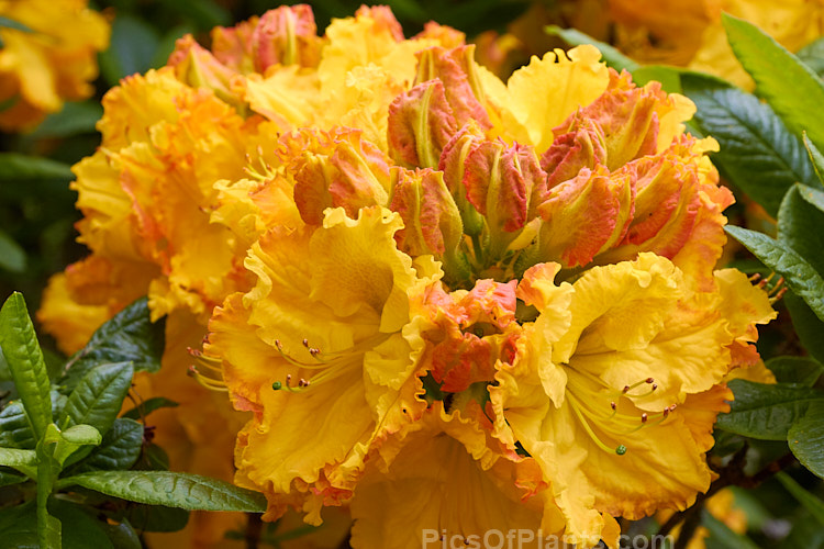 <i>Rhododendron</i> (deciduous azalea</i>) 'Cross Hills Frills', a large-flowered Ilam hybrid raised at Cross Hills Garden and Nursery, Kimbolton, New Zealand. Order: Ericales, Family: Ericaceae