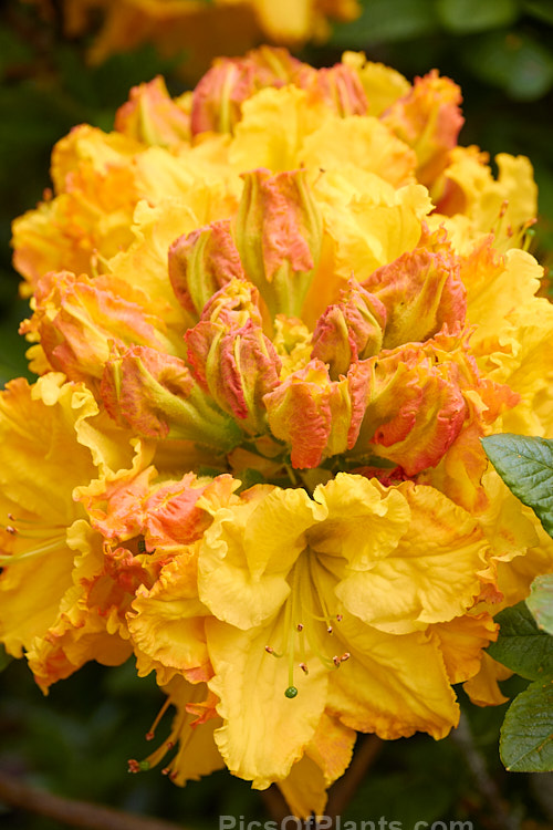 <i>Rhododendron</i> (deciduous azalea</i>) 'Cross Hills Frills', a large-flowered Ilam hybrid raised at Cross Hills Garden and Nursery, Kimbolton, New Zealand. Order: Ericales, Family: Ericaceae
