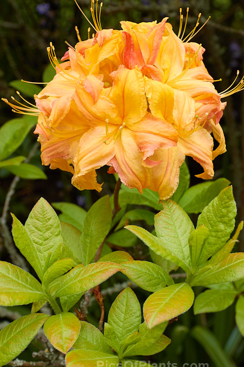 <i>Rhododendron</i> (deciduous azalea</i>) 'Delectable', a <i>Rhododendron calendulaceum</i> hybrid raised by Carlson of the United States. Order: Ericales, Family: Ericaceae