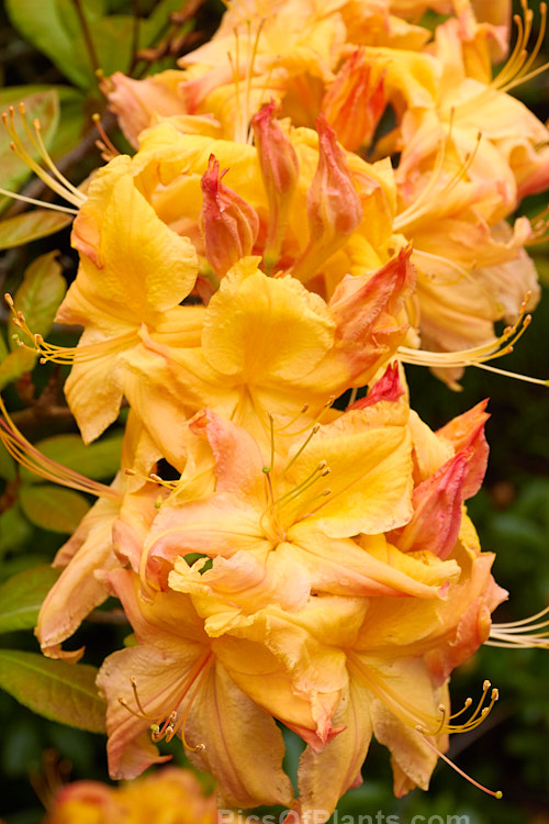 <i>Rhododendron</i> (deciduous azalea</i>) 'Delectable', a <i>Rhododendron calendulaceum</i> hybrid raised by Carlson of the United States. Order: Ericales, Family: Ericaceae