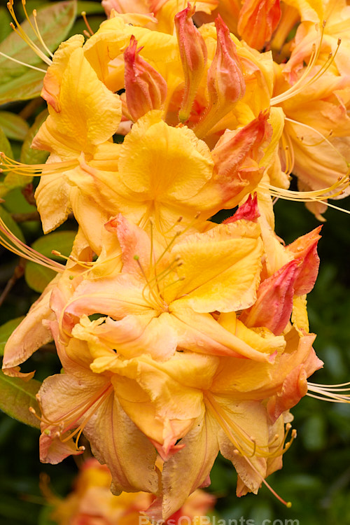 <i>Rhododendron</i> (deciduous azalea</i>) 'Delectable', a <i>Rhododendron calendulaceum</i> hybrid raised by Carlson of the United States. Order: Ericales, Family: Ericaceae