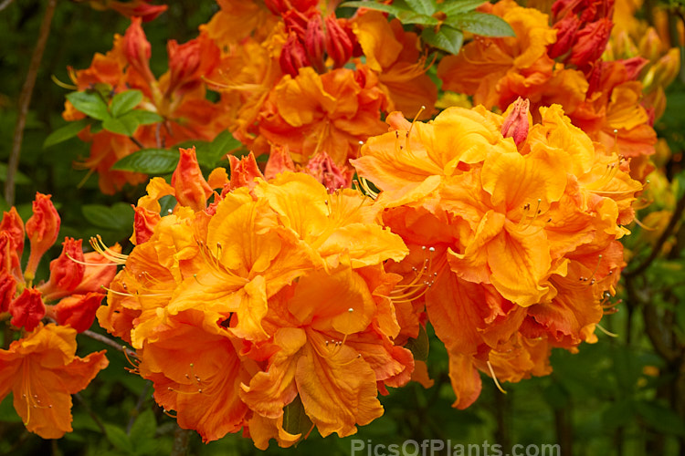 <i>Rhododendron</i> (deciduous azalea</i>) 'Giant Orange' (syn. 'Melford Giant Orange'), an Ilam hybrid raised by Dr. Yeates of Palmerston North, New Zealand. It can grow to around 4m tall Order: Ericales, Family: Ericaceae