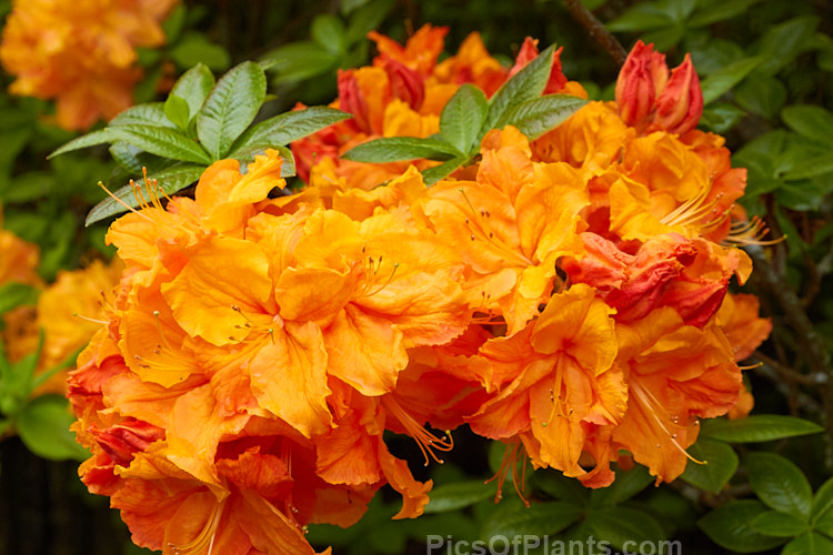 <i>Rhododendron</i> (deciduous azalea</i>) 'Giant Orange' (syn. 'Melford Giant Orange'), an Ilam hybrid raised by Dr. Yeates of Palmerston North, New Zealand. It can grow to around 4m tall Order: Ericales, Family: Ericaceae