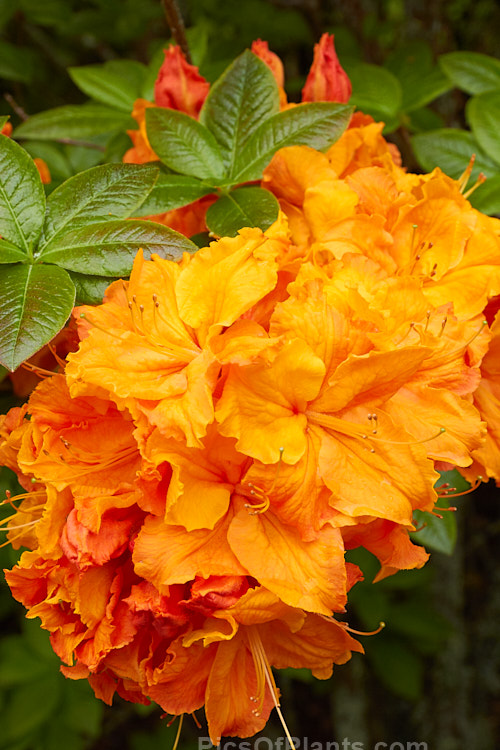 <i>Rhododendron</i> (deciduous azalea</i>) 'Giant Orange' (syn. 'Melford Giant Orange'), an Ilam hybrid raised by Dr. Yeates of Palmerston North, New Zealand. It can grow to around 4m tall Order: Ericales, Family: Ericaceae