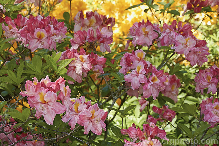 Rhododendron (deciduous azalea</i>) 'Kathleen', this hybrid with large pink and orange flowers is the form commonly sold in New Zealand It does not really match the description of the original. Knap. Hill azalea