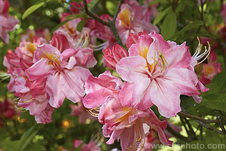 Rhododendron (deciduous azalea</i>) 'Kathleen', this hybrid with large pink and orange flowers is the form commonly sold in New Zealand It does not really match the description of the original. Knap. Hill azalea