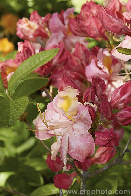 Rhododendron (deciduous azalea</i>) 'Kathleen', this hybrid with large pink and orange flowers is the form commonly sold in New Zealand It does not really match the description of the original. Knap. Hill azalea