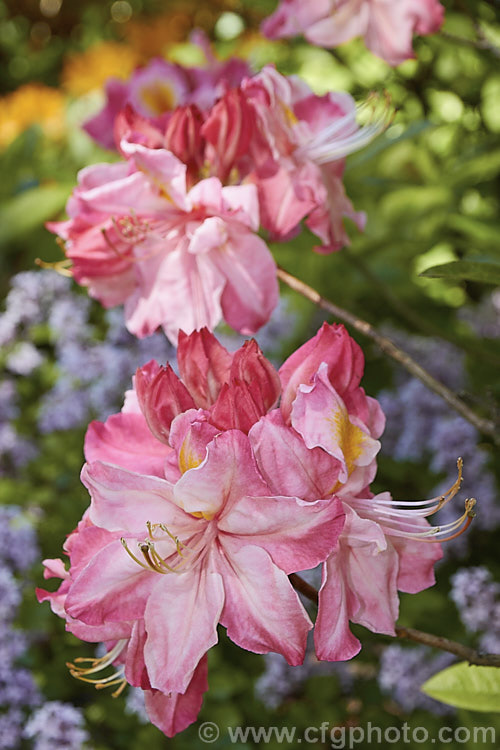 Rhododendron (deciduous azalea</i>) 'Kathleen', this hybrid with large pink and orange flowers is the form commonly sold in New Zealand It does not really match the description of the original. Knap. Hill azalea