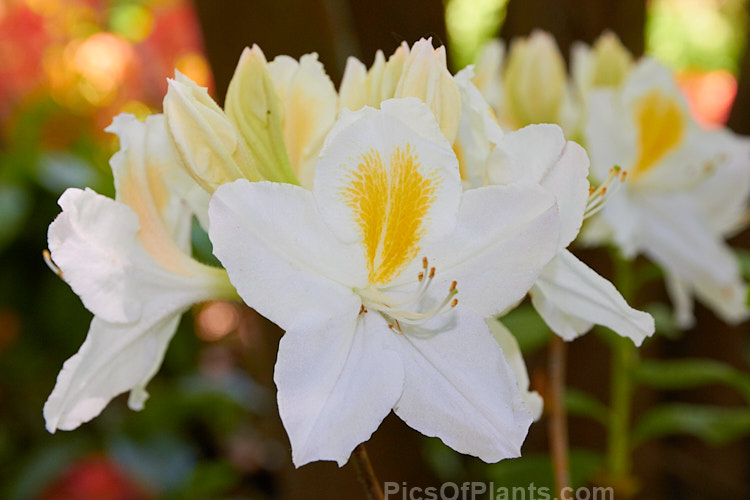 <i>Rhododendron</i> (deciduous azalea</i>) 'Persil', a Knap Hill hybrid that was among those sold to Slocock's in the 1920s and 30s and then developed and introduced by them. It was named after the washing powder that was promoted as making whites 