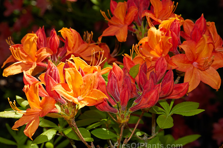 <i>Rhododendron</i> (deciduous azalea</i>) 'Golden Sunset', a Knap Hill hybrid sold to and introduced by Waterer, Sons & Crisp of England in 1948. Order: Ericales, Family: Ericaceae