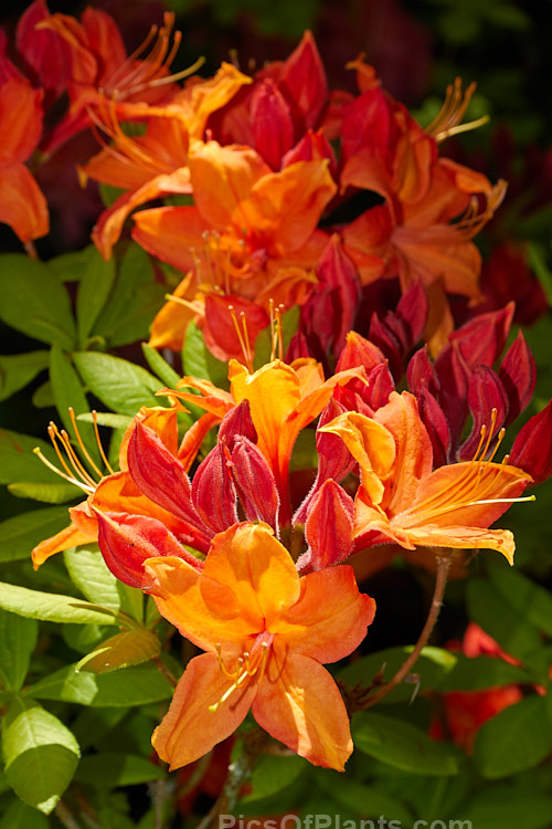 <i>Rhododendron</i> (deciduous azalea</i>) 'Golden Sunset', a Knap Hill hybrid sold to and introduced by Waterer, Sons & Crisp of England in 1948. Order: Ericales, Family: Ericaceae