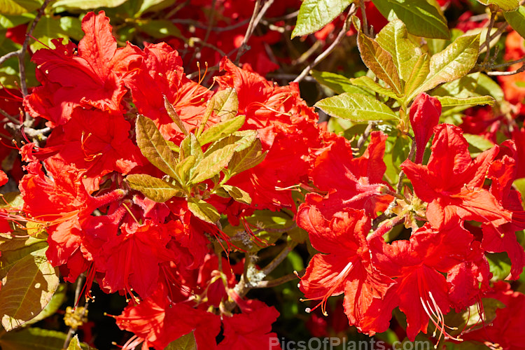 <i>Rhododendron</i> (deciduous azalea</i>) 'Red Letter' (syn. 'Melford Red Letter'), an Ilam hybrid raised by Dr. Yeates of Palmerston North, NZ. Order: Ericales, Family: Ericaceae