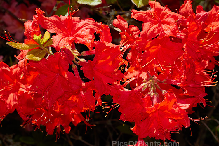 <i>Rhododendron</i> (deciduous azalea</i>) 'Red Letter' (syn. 'Melford Red Letter'), an Ilam hybrid raised by Dr. Yeates of Palmerston North, NZ. Order: Ericales, Family: Ericaceae