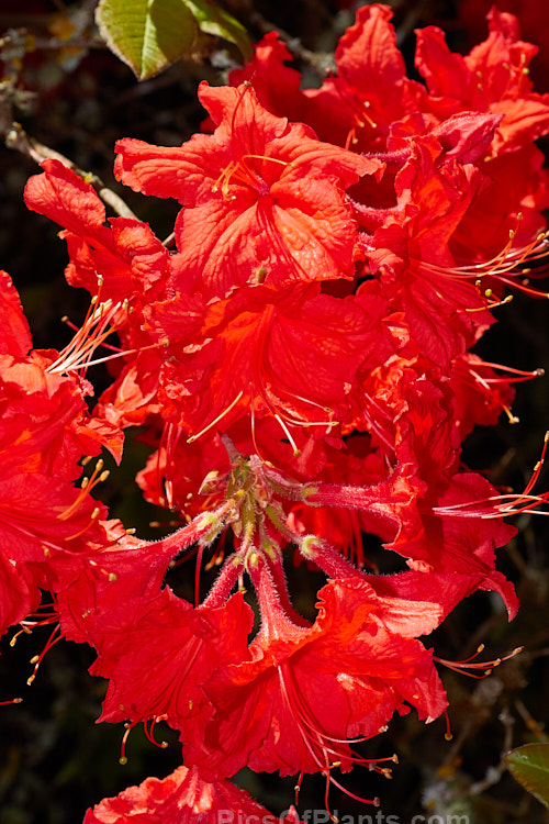 <i>Rhododendron</i> (deciduous azalea</i>) 'Red Letter' (syn. 'Melford Red Letter'), an Ilam hybrid raised by Dr. Yeates of Palmerston North, NZ. Order: Ericales, Family: Ericaceae