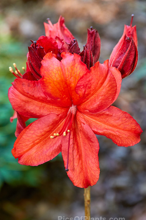 <i>Rhododendron</i> (deciduous azalea</i>) 'Nabucco' ('Betty Kelly' x 'Feuerwerk'), a Knap Hill hybrid raised by Hachmann of Germany and introduced in 1988. It is quite compact and will eventually grow to around 1.8m tall Order: Ericales, Family: Ericaceae