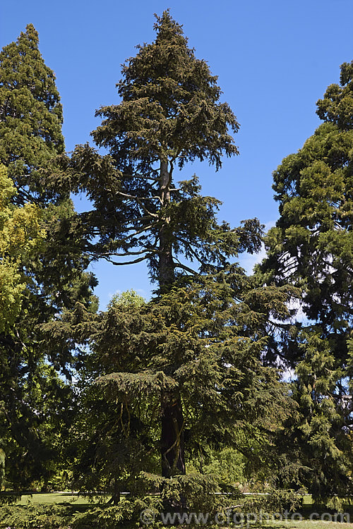 Western Hemlock (<i>Tsuga heterophylla</i>), a tree up to 70m tall, sometimes larger, and found from southern Alaska to northern California. It is not an extremely important tree in commercial forestry but is used to provide timber and pulp for paper manufacturing. tsuga-3376htm'>Tsuga. <a href='pinaceae-plant-family-photoshtml'>Pinaceae</a>.