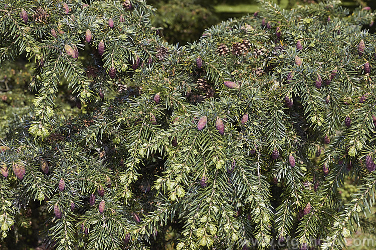 The new growth and young cones of the Western Hemlock (<i>Tsuga heterophylla</i>), a tree up to 70m tall, sometimes larger, and found from southern Alaska to northern California. It is not an extremely important tree in commercial forestry but is used to provide timber and pulp for paper manufacturing. tsuga-3376htm'>Tsuga. <a href='pinaceae-plant-family-photoshtml'>Pinaceae</a>.