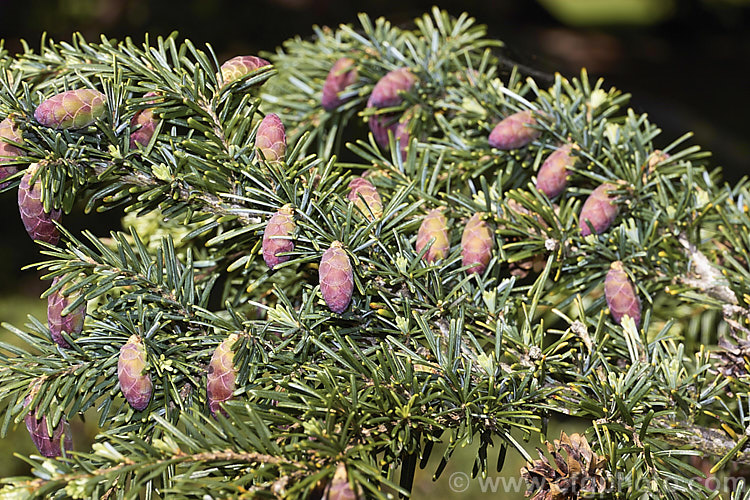 The new growth and young cones of the Western Hemlock (<i>Tsuga heterophylla</i>), a tree up to 70m tall, sometimes larger, and found from southern Alaska to northern California. It is not an extremely important tree in commercial forestry but is used to provide timber and pulp for paper manufacturing. tsuga-3376htm'>Tsuga. <a href='pinaceae-plant-family-photoshtml'>Pinaceae</a>.