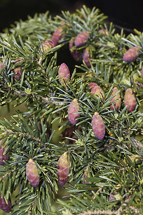 The new growth and young cones of the Western Hemlock (<i>Tsuga heterophylla</i>), a tree up to 70m tall, sometimes larger, and found from southern Alaska to northern California. It is not an extremely important tree in commercial forestry but is used to provide timber and pulp for paper manufacturing. tsuga-3376htm'>Tsuga. <a href='pinaceae-plant-family-photoshtml'>Pinaceae</a>.