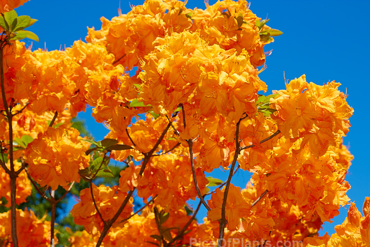 <i>Rhododendron</i> (deciduous azalea</i>) 'Giant Orange' (syn. 'Melford Giant Orange'), an Ilam hybrid raised by Dr. Yeates of Palmerston North, New Zealand. It can grow to around 4m tall Order: Ericales, Family: Ericaceae