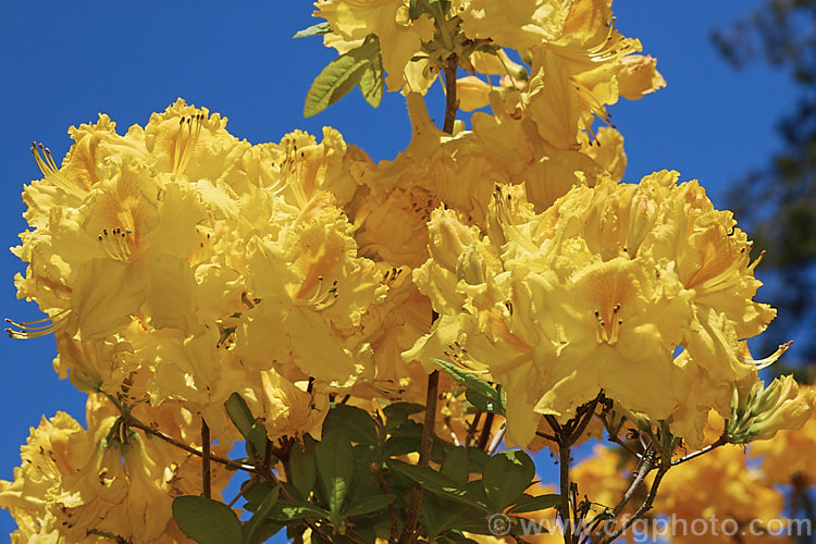 Rhododendron (deciduous azalea</i>) 'Melford Lemon', an Ilam hybrid raised by Dr. Yeates of Palmerston. North, New Zealand It can grow to around 3m tall