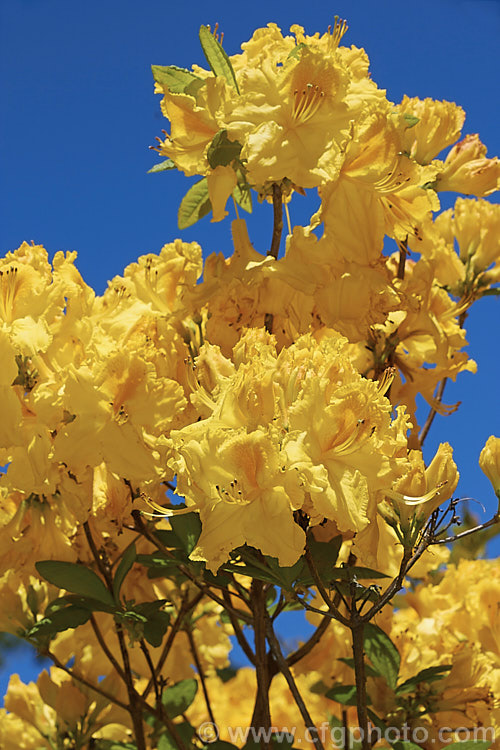 Rhododendron (deciduous azalea</i>) 'Melford Lemon', an Ilam hybrid raised by Dr. Yeates of Palmerston. North, New Zealand It can grow to around 3m tall