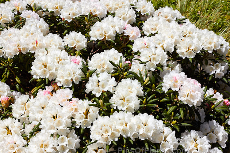<i>Rhododendron degronianum</i> subsp. <i>yakushimanum</i> (syn. <i>Rhododendron yakushimanum</i>), a parent of many garden hybrids, this compact, relatively late blooming, heavy flowering shrub is a native of Yakushima Island off southern Japan. Order: Ericales, Family: Ericaceae