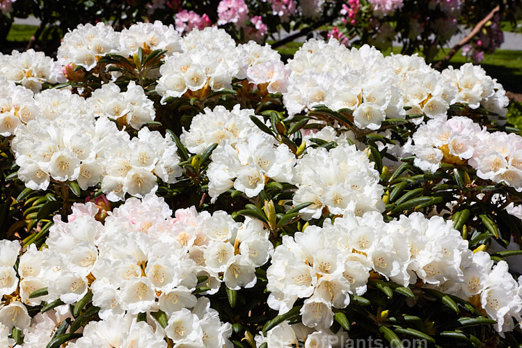 <i>Rhododendron degronianum</i> subsp. <i>yakushimanum</i> (syn. <i>Rhododendron yakushimanum</i>), a parent of many garden hybrids, this compact, relatively late blooming, heavy flowering shrub is a native of Yakushima Island off southern Japan. Order: Ericales, Family: Ericaceae