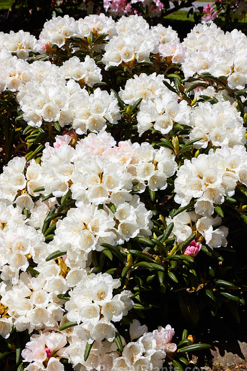 <i>Rhododendron degronianum</i> subsp. <i>yakushimanum</i> (syn. <i>Rhododendron yakushimanum</i>), a parent of many garden hybrids, this compact, relatively late blooming, heavy flowering shrub is a native of Yakushima Island off southern Japan. Order: Ericales, Family: Ericaceae