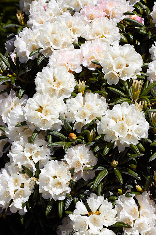 <i>Rhododendron degronianum</i> subsp. <i>yakushimanum</i> (syn. <i>Rhododendron yakushimanum</i>), a parent of many garden hybrids, this compact, relatively late blooming, heavy flowering shrub is a native of Yakushima Island off southern Japan. Order: Ericales, Family: Ericaceae