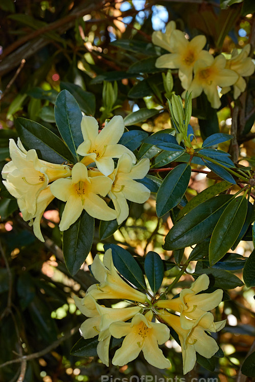 <i>Rhododendron</i> 'Barbara Jury' (<i>Rhododendron maddenii</i> subsp. <i>maddenii</i> x 'Sirius', or <i>Rhododendron polyandrum</i> x 'Sirius'), a 2-3m tall, late-flowering hybrid raised and introduced by Felix Jury of New Zealand. The flowers are mildly scented. Order: Ericales, Family: Ericaceae