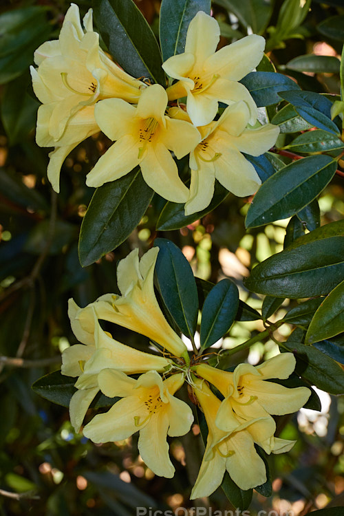 <i>Rhododendron</i> 'Barbara Jury' (<i>Rhododendron maddenii</i> subsp. <i>maddenii</i> x 'Sirius', or <i>Rhododendron polyandrum</i> x 'Sirius'), a 2-3m tall, late-flowering hybrid raised and introduced by Felix Jury of New Zealand. The flowers are mildly scented. Order: Ericales, Family: Ericaceae