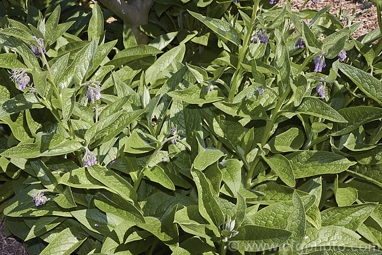Comfrey (<i>Symphytum officinale</i>), a strong-growing herbaceous perennial native to eastern-central Europe. It is widely grown as a medicinal herb and for its bold foliage. In addition to being used to treat wounds, comfrey is sometimes known as knit-bone, for its ability to help set broken bones. It does also have culinary uses but is not widely eaten. The foliage is also used in composts to speed decomposition x a compost activator. symphytum-2299htm'>Symphytum.
