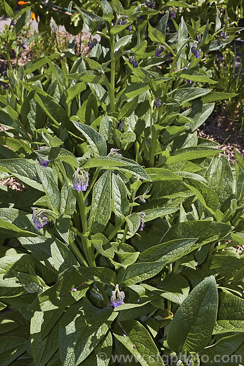 Comfrey (<i>Symphytum officinale</i>), a strong-growing herbaceous perennial native to eastern-central Europe. It is widely grown as a medicinal herb and for its bold foliage. In addition to being used to treat wounds, comfrey is sometimes known as knit-bone, for its ability to help set broken bones. It does also have culinary uses but is not widely eaten. The foliage is also used in composts to speed decomposition x a compost activator. symphytum-2299htm'>Symphytum.