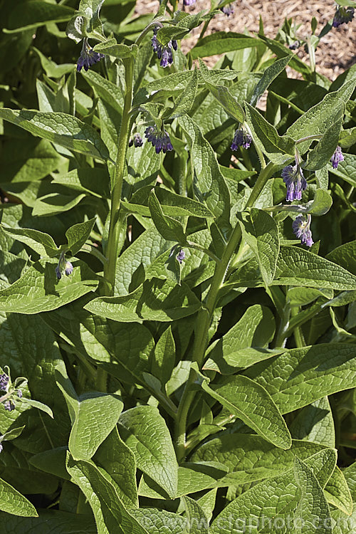 Comfrey (<i>Symphytum officinale</i>), a strong-growing herbaceous perennial native to eastern-central Europe. It is widely grown as a medicinal herb and for its bold foliage. In addition to being used to treat wounds, comfrey is sometimes known as knit-bone, for its ability to help set broken bones. It does also have culinary uses but is not widely eaten. The foliage is also used in composts to speed decomposition x a compost activator. symphytum-2299htm'>Symphytum.
